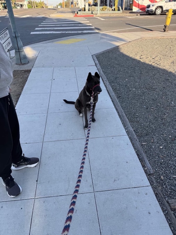 A picture of a black dog named Bowie sitting, taken on May 10 2025 at 6:59 am